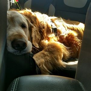 Meet your Posher, Abigale